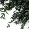 Eucalyptus Parvifolia Stabilisé Vert