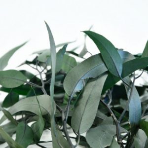 Eucalyptus Willow