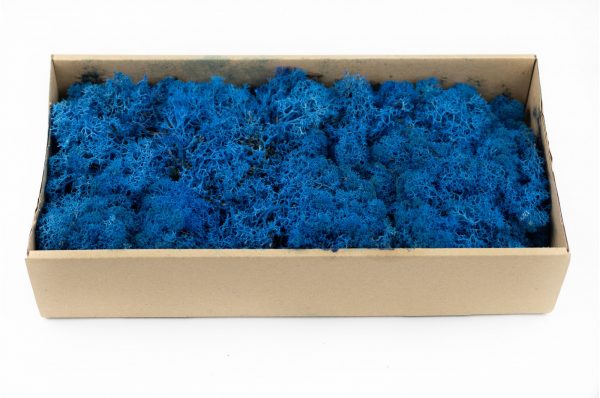 Lichen Stabilisé 500gr - Bleu
