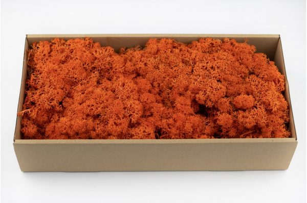 Lichen Stabilisé 500gr - Orange