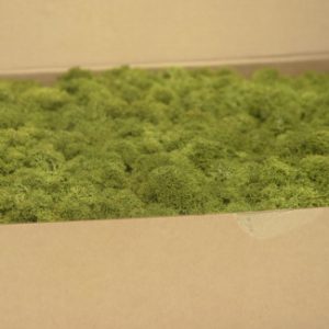 Lichens Stabilisé - Medium Green